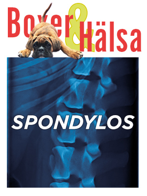 tileBoxerbladetSpondylos