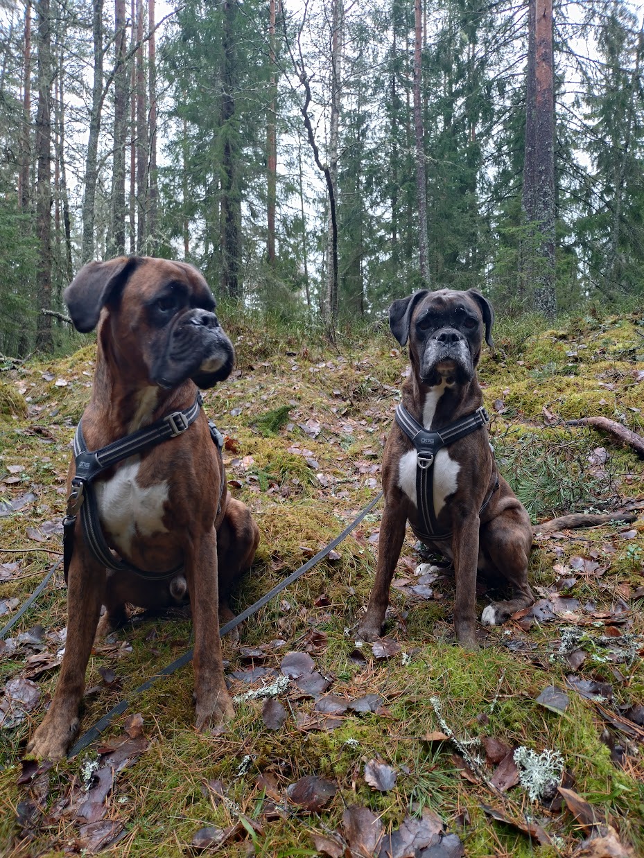 boxrarISkogen
