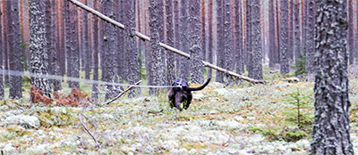 sparTallskog