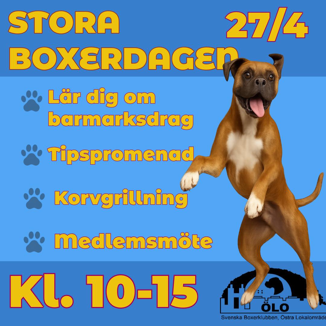 storaBoxerdagenOlo2