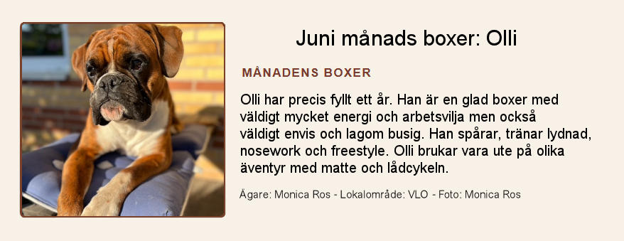 Månadens boxer: Nemo