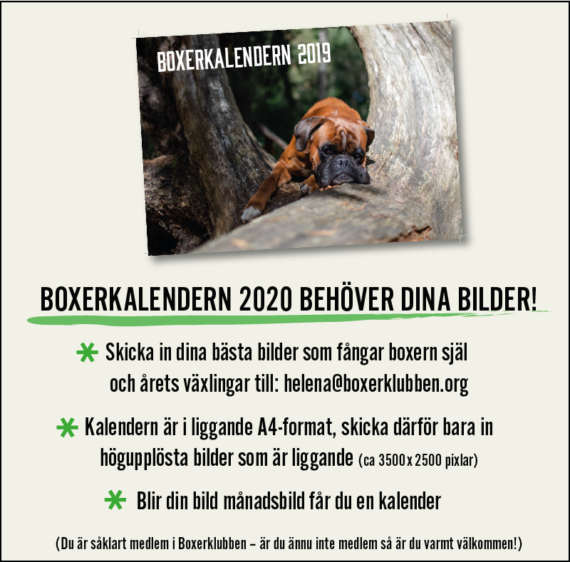 boxerkalender20201x