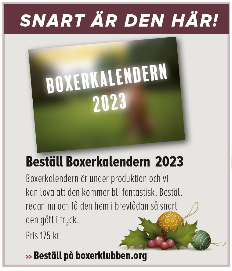 boxerkalendern23SnartHar