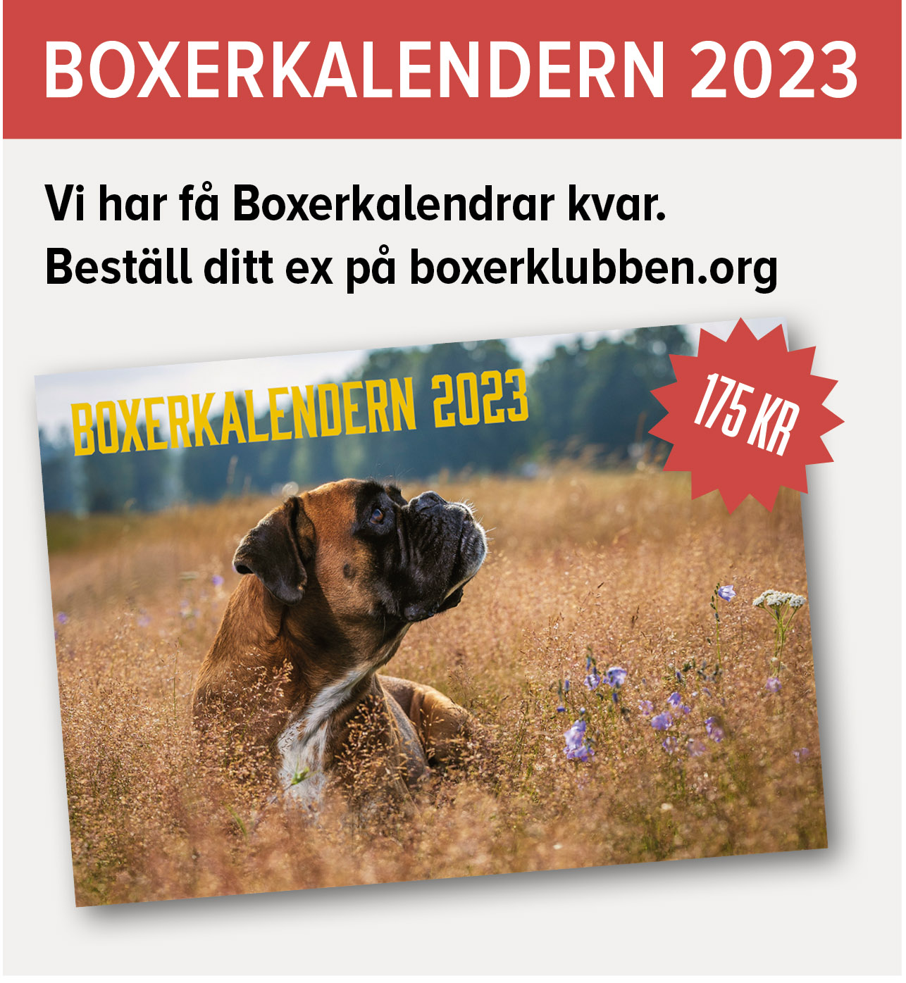 boxerkalenderJanuari