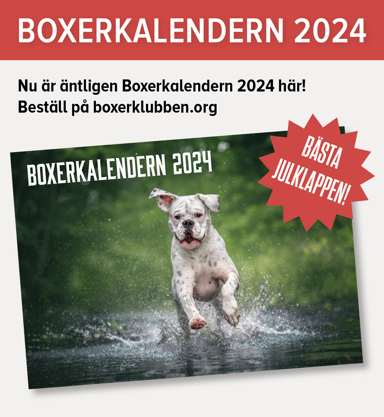 boxerkalender2024Annons