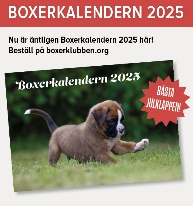 boxerkalender2025Annons