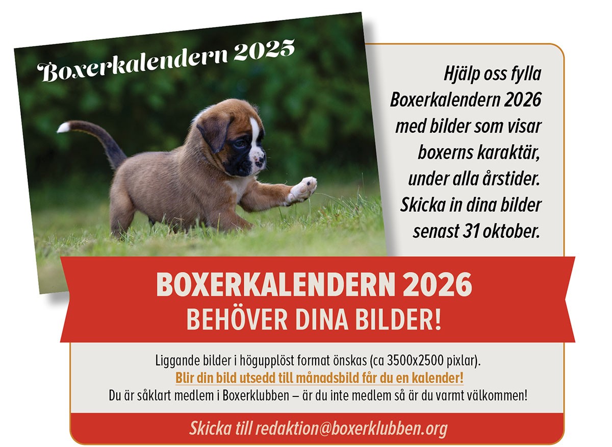 Boxerkalender 2026