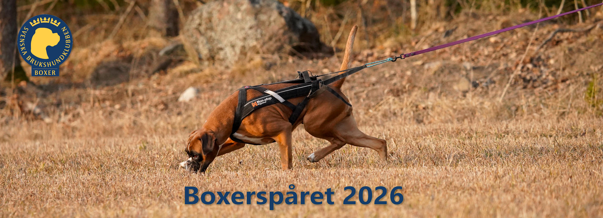 Boxerspåret 2026